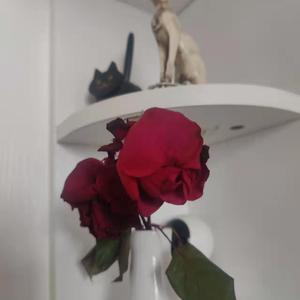 在线免费观看黄91
